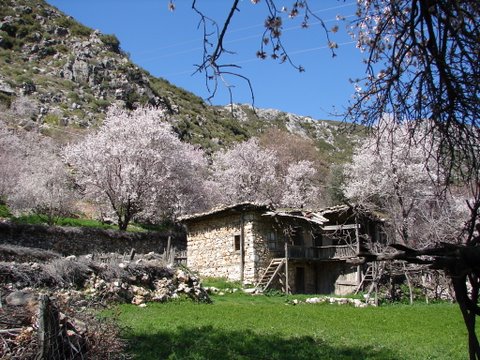 almond trees on the mountains
