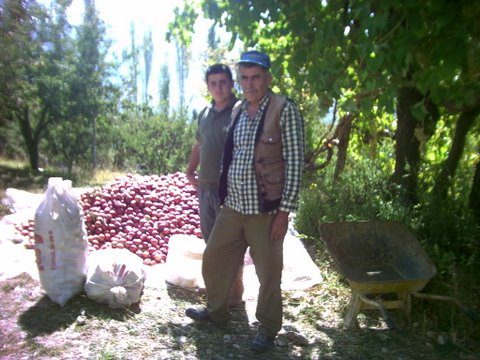 harvesting the apples
