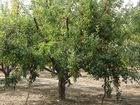 crops - red apples ready for picking