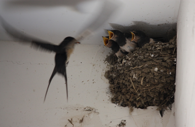 baby swallows demand food from adult bird.