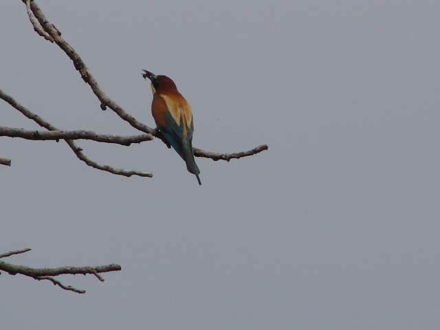 bee-eater