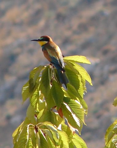 wild birds - bee-eater on a cherry tree
