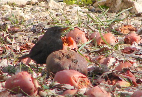 blackbird eating windfall apples in winter