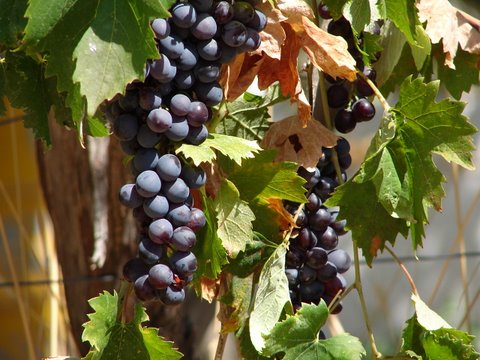 black grapes on the vine