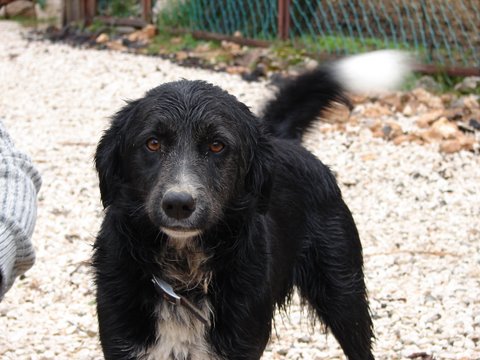 a wet and happy dog