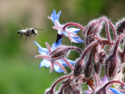 mason wasp on borage