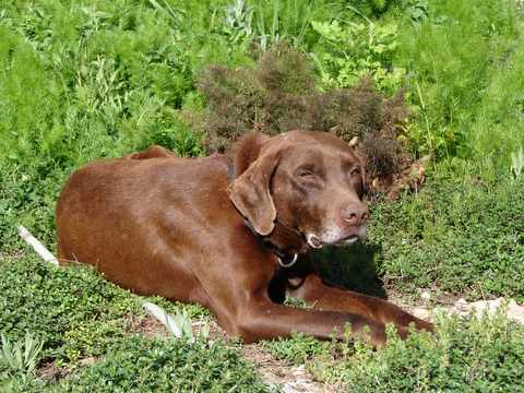 bran making himself comfy in the thyme