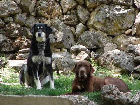 faithful friends