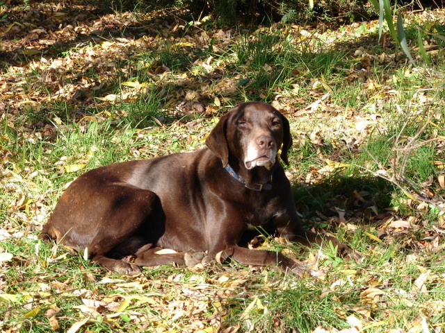 Chocolate labrador under weeping willow
