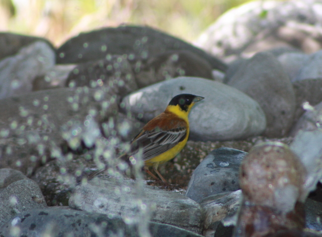 black headed bunting has a drink and a bath