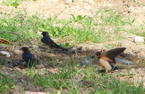 swallows collecting mud for nests
