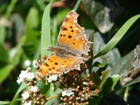 comma butterfly