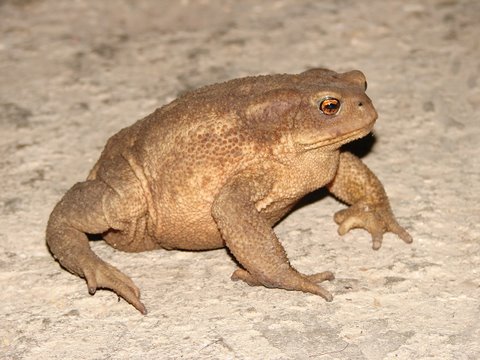 wildlife of Turkey - common toad