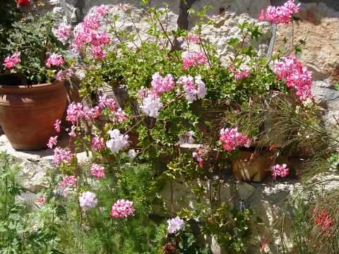 container of ivy-leaved geraniums