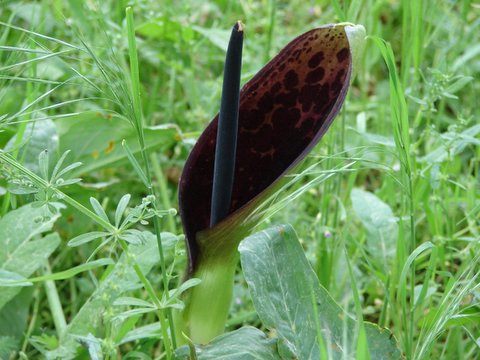 cuckoo pint