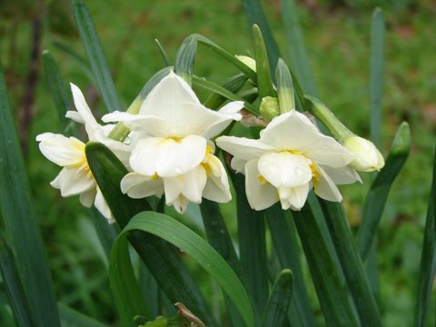 Daffodils open on New Year's Day