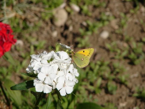 Dark Clouded Yellow butterfly on Sweet William