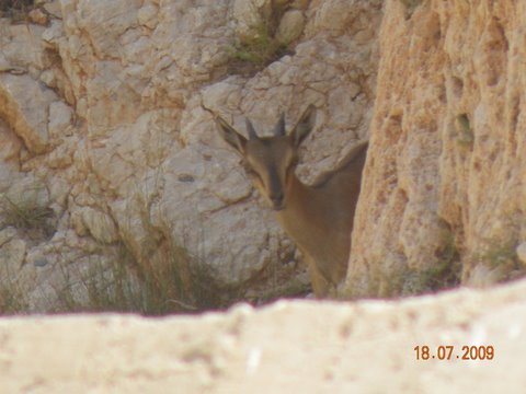 wild deer near the coast