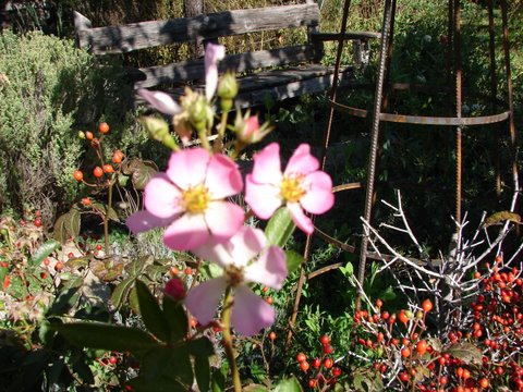 rosehips and flowers together on fairy rose