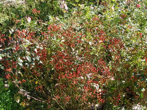 display of rosehips on fairy roses