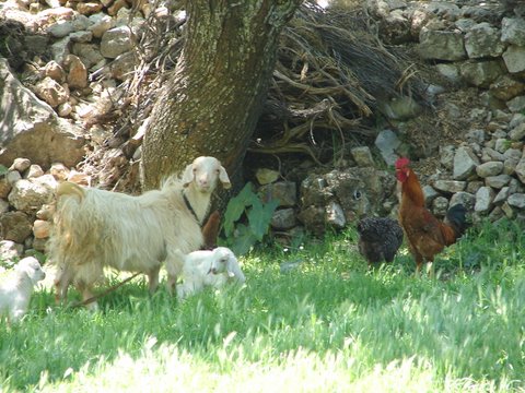 farm animals