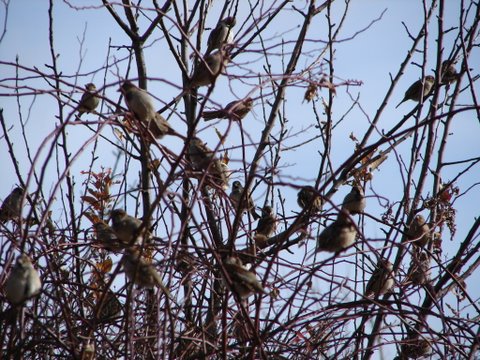 flock