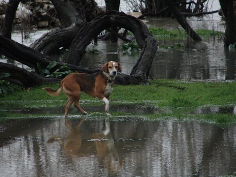 cleo beagle in a flooded field