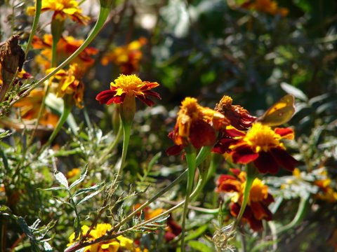 French marigolds give a late display of colour in the vegetable patch