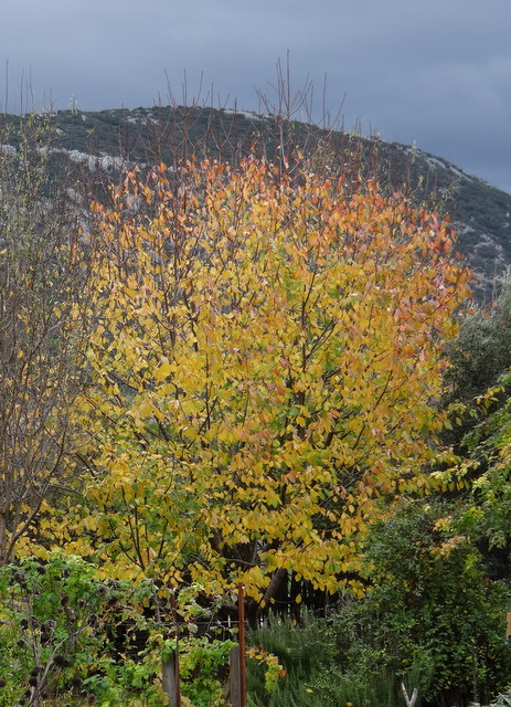 Wild cherry or gean in autumn