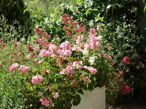 flowers - geraniums and valerian in full flower