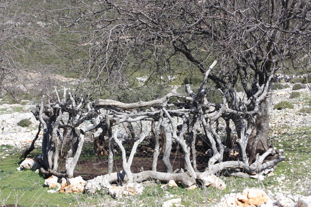 a goatpen and a work of art