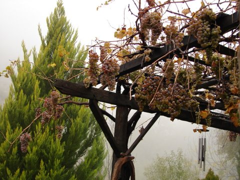 grapes on the vine last through the winter