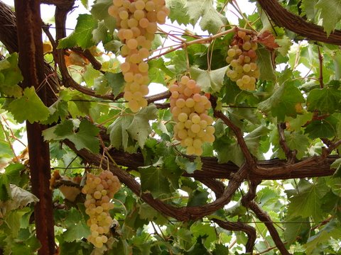 bunches of green grapes on the vine