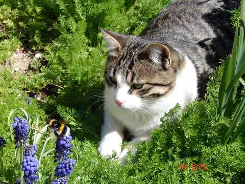 gremlin investigates a bumble bee