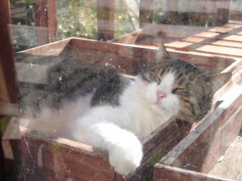 Cat in a seedbox on a sunny day in winter