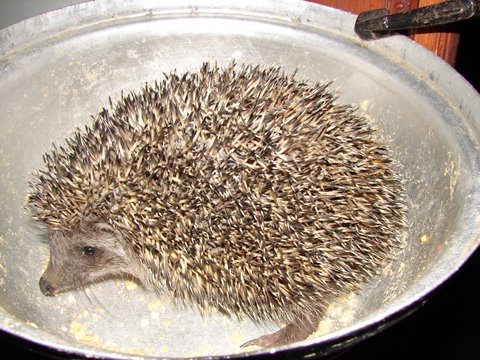 The hedgehog helps himself to the dogs' dinner