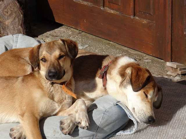 Two dogs making the most of the winter sun