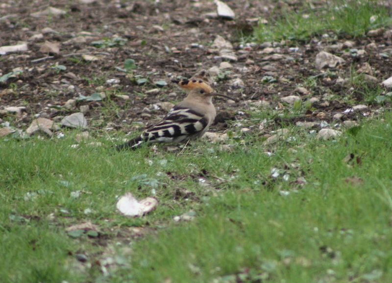 hoopoe in March