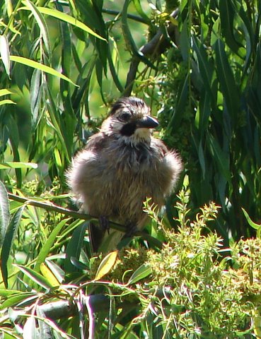 birds of Turkey - young jay