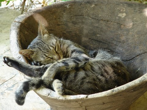 Owlsland - one of the cats having a nap