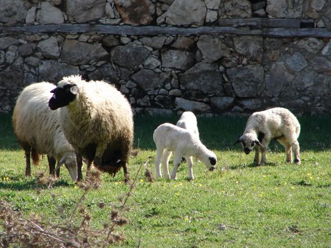 spring lambs