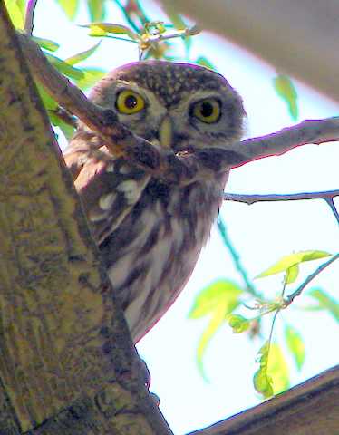 little owl on old farmhouse