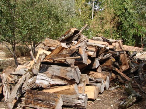 logs ready for chopping