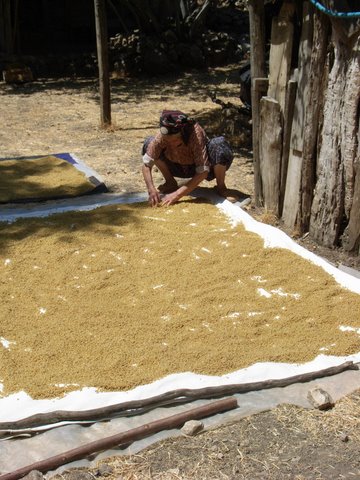 drying boiled wheat in the sun to make bulgur