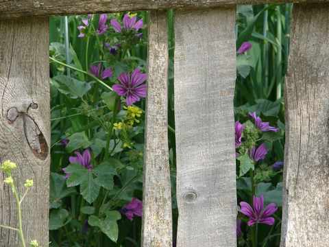 wildflowers abound amongst the grain