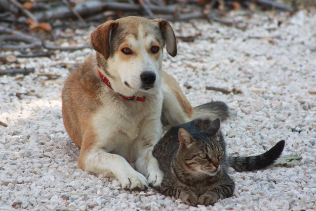 Jesse James and his new friend Max
