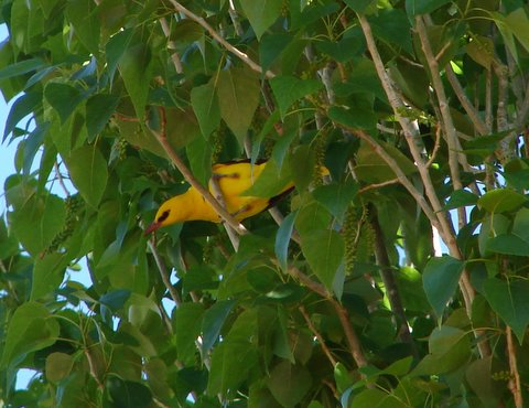 oriole in poplar tree