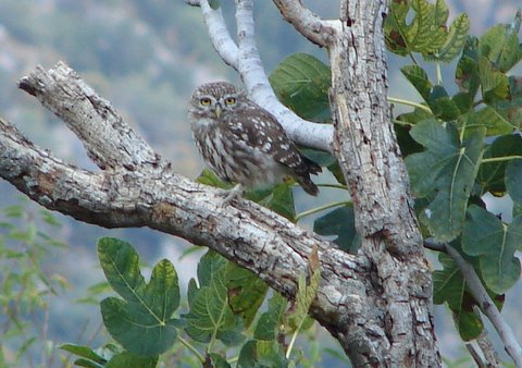 birding - little owl in a fig tree