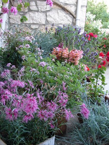 planters of colourful flowers on the front terrace