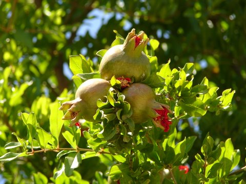 pomegranate fruits forming on the tree